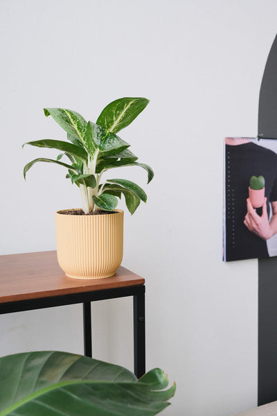 Eine Aglaonema Lemon Mint in einem gelben Topf auf einem Regal.