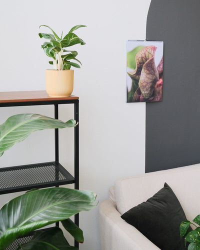 Eine Aglaonema Lemon Mint in einem gelben Übertopf auf einem Regal im Wohnzimmer.