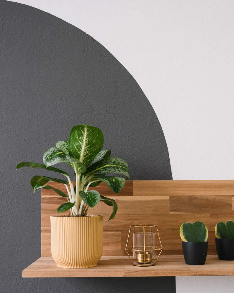 Eine Aglaonema Lemon Mint in einem gelben Übertopf steht auf einem Wandregal.