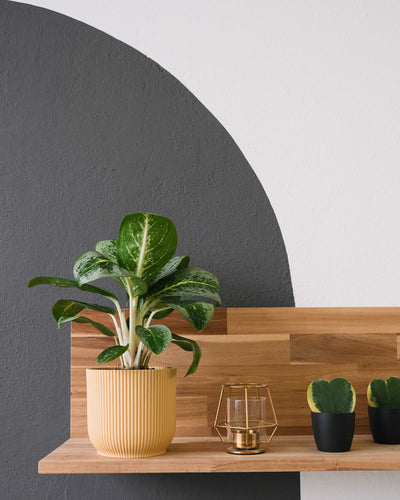 Eine Aglaonema Lemon Mint in einem gelben Übertopf steht auf einem Wandregal.
