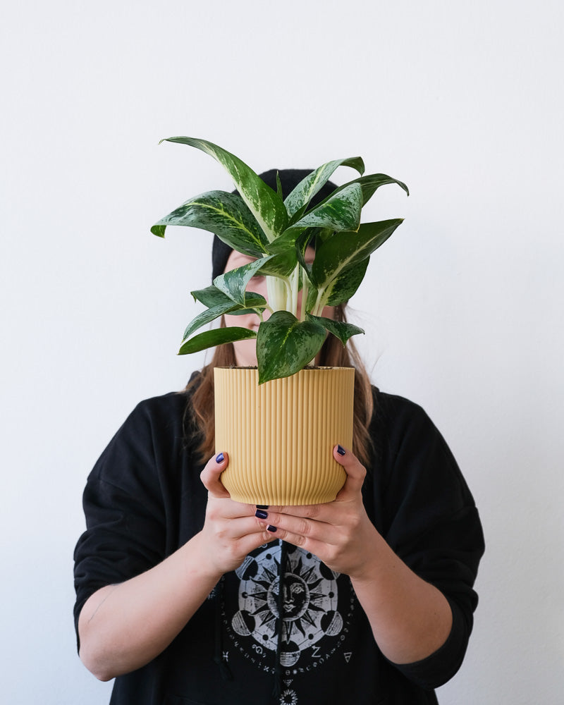 Eine Aglaonema Lemon Mint in einem gelben Übertopf wird hochgehalten.