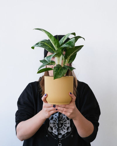 Eine Aglaonema Lemon Mint in einem gelben Übertopf wird hochgehalten.
