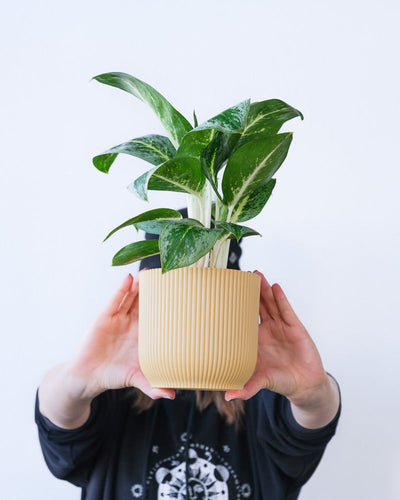Eine Aglaonema Lemon Mint in einem gelben Topf wird hochgehalten.