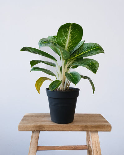 Eine Aglaonema Lemon mit in einem schwarzen Übertopf.
