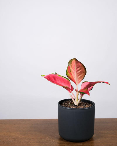 Aglaonema Orange Star in einem anthrazitfarbenen Topf auf einem Holztisch vor einer weissen Wand