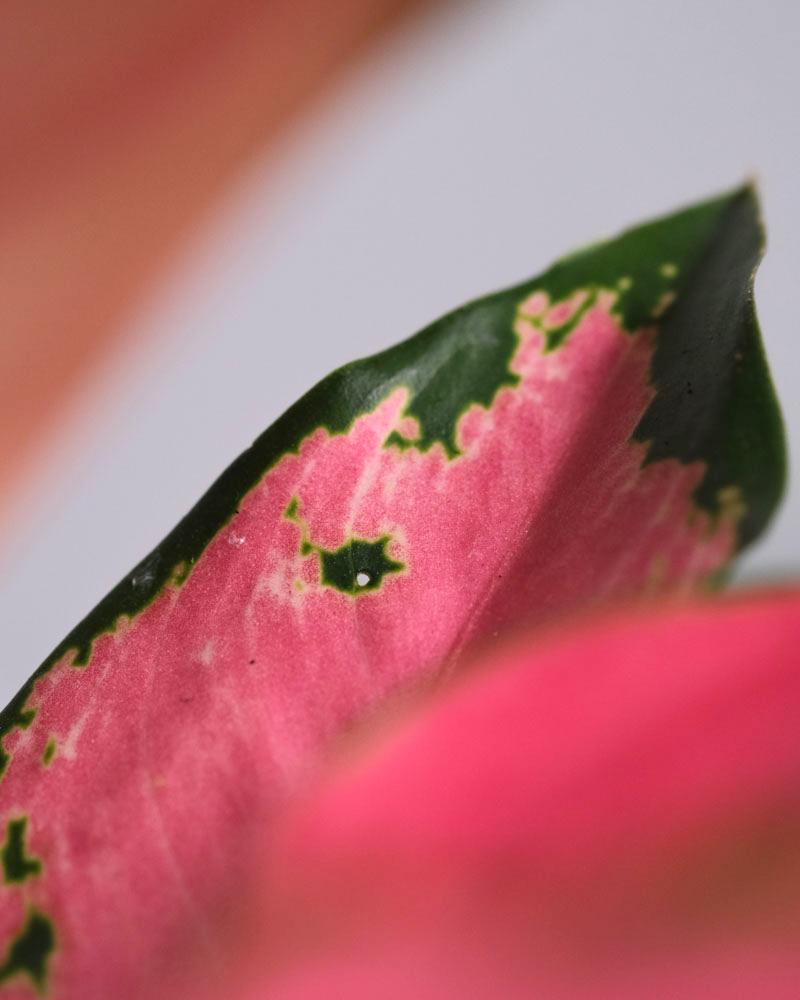 Detail eines Blatts einer Aglaonema Orange Star