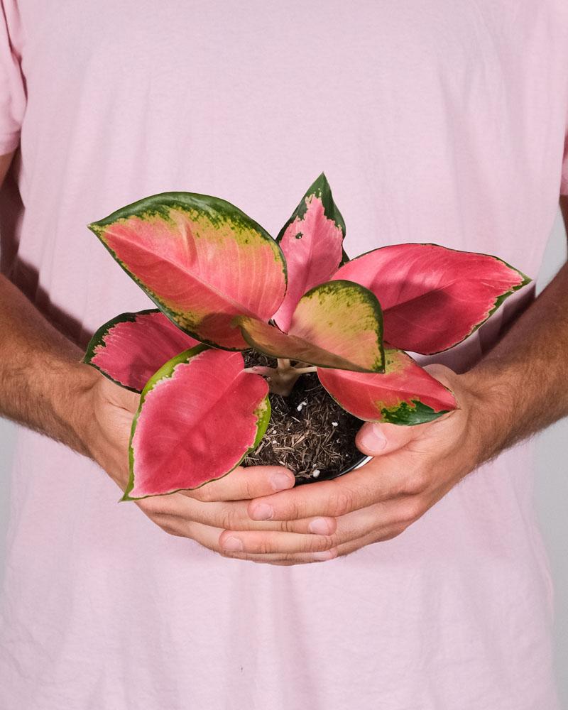 Mann in pinkem T-Shirt hält eine Aglaonema Orange Star mit beiden Händen vor sich
