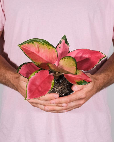 Mann in pinkem T-Shirt hält eine Aglaonema Orange Star mit beiden Händen vor sich