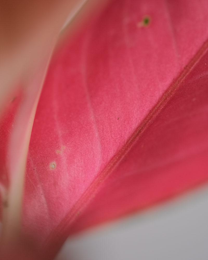 Detail eines Blatts einer Aglaonema Orange Star
