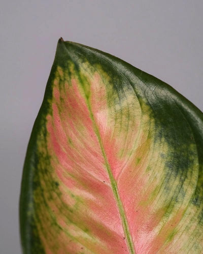 Detail eines Blatts einer Aglaonema Orange Star