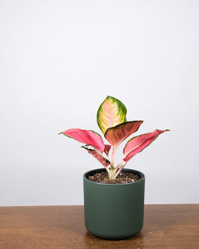 Aglaonema Orange Star in einem grünen Topf auf einem Holztisch vor einer weissen Wand