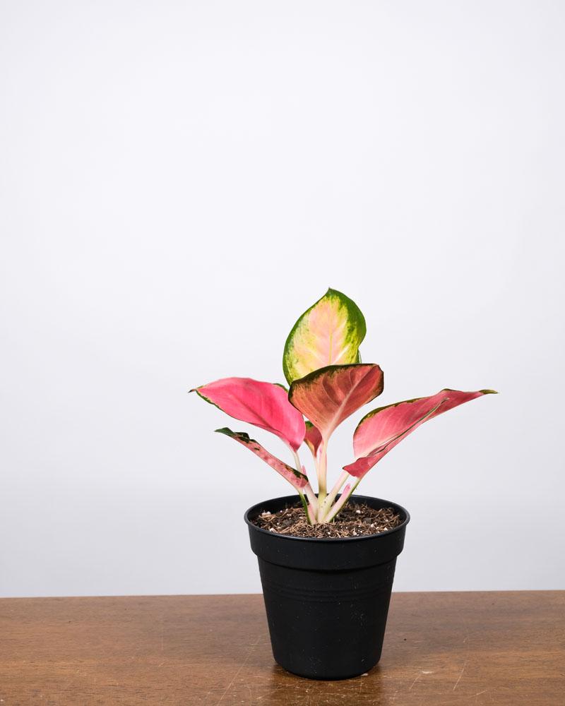 Aglaonema Orange Star in einem schwarzen Innentopf auf einem Holztisch vor einer weissen Wand