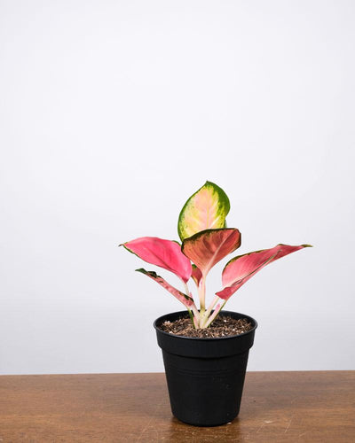 Aglaonema Orange Star in einem schwarzen Innentopf auf einem Holztisch vor einer weissen Wand
