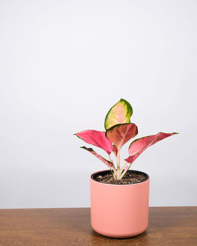 Aglaonema Orange Star in einem pinken Topf auf einem Holztisch vor einer weissen Wand