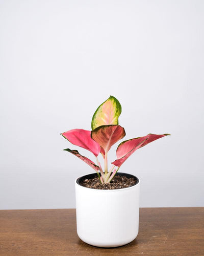 Aglaonema Orange Star in einem weissen Topf auf einem Holztisch vor einer weissen Wand