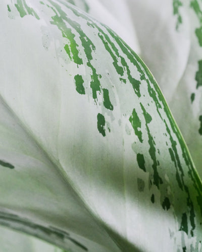 Nahaufnahme von Aglaonema silver bay Blatt