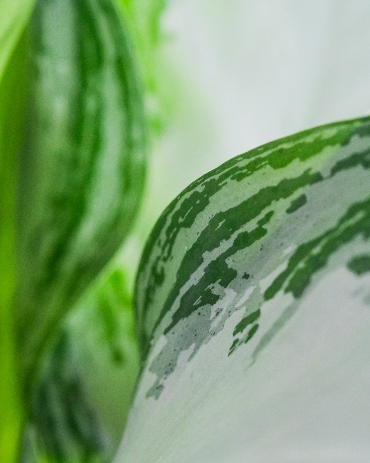 Nahaufnahme von Aglaonema silver bay Blätter