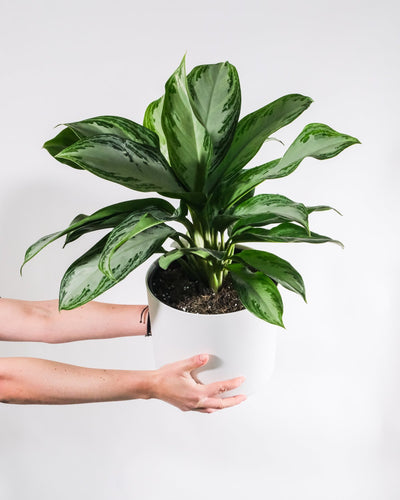 Aglaonema silver bay in weissem Aussentopf, gehalten von zwei Frauenhände