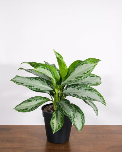 Aglaonema silver bay in einem schwarzen Innentopf.
