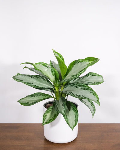 Aglaonema silver bay in weissem Aussentopf
