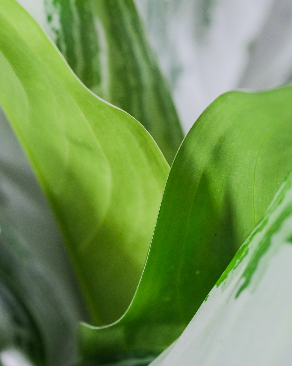Nahaufnahme von Aglaonema silver bay Blätter