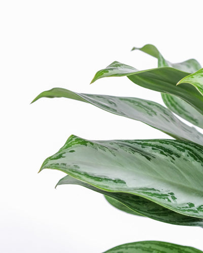 Nahaufnahme von Aglaonema silver bay Blätter