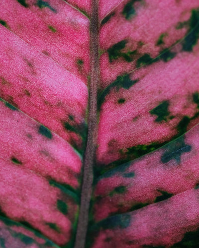 Nahaufnahme von Aglaonema spotted star Blatt