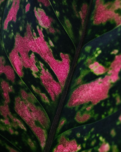 Nahaufnahme von Aglaonema spotted star Blatt