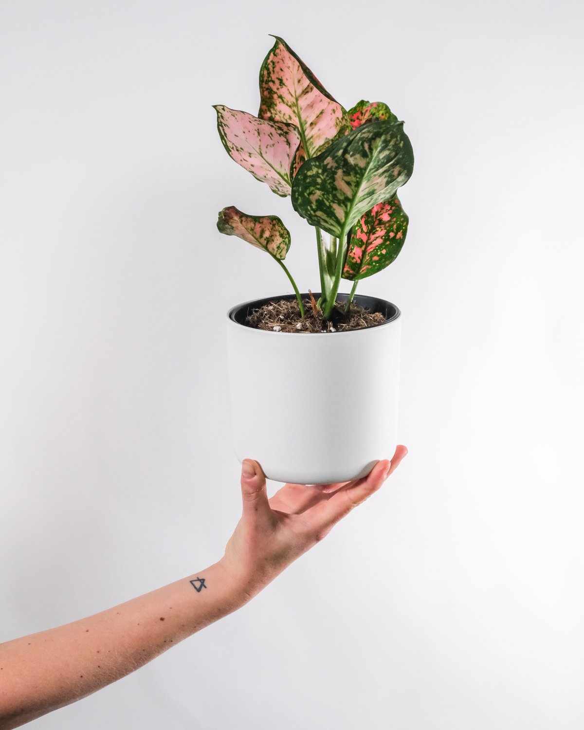 Aglaonema spotted star in weissem Topf, gehalten von einer Frauenhand.