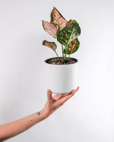 Aglaonema spotted star in weissem Topf, gehalten von einer Frauenhand.