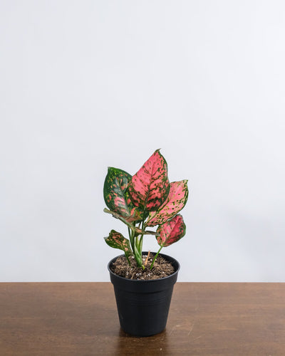 Aglaonema spotted star in einem schwarzen Innentopf.