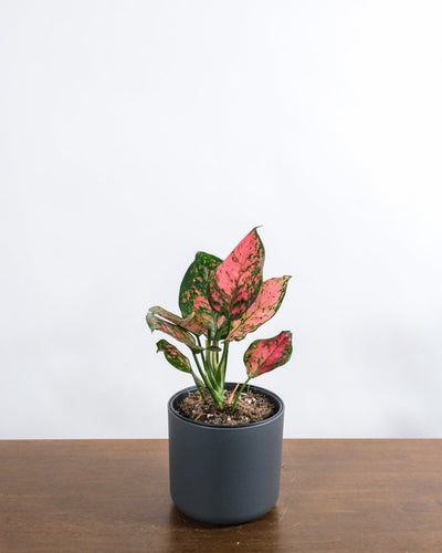 Aglaonema spotted star in anthrazitfarbenem Aussentopf