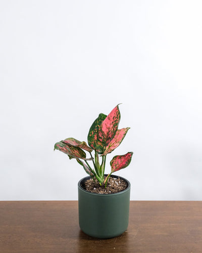 Aglaonema spotted star in grünem Aussentopf