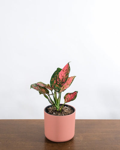 Aglaonema spotted star in pinkem Aussentopf