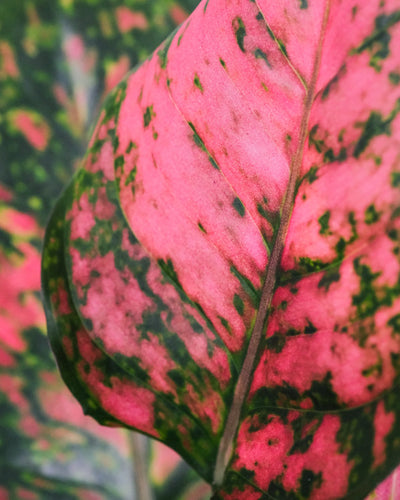 Nahaufnahme von Aglaonema spotted star Blätter