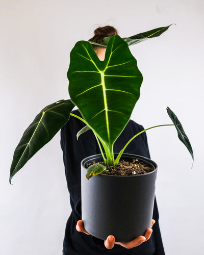 Alocasia Frydek im Anthrazit Überopf auf einer Hand getragen von einer Frau