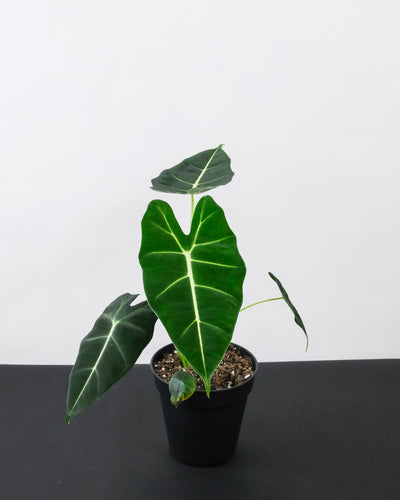 Alocasia Frydek ohne Übertopf 