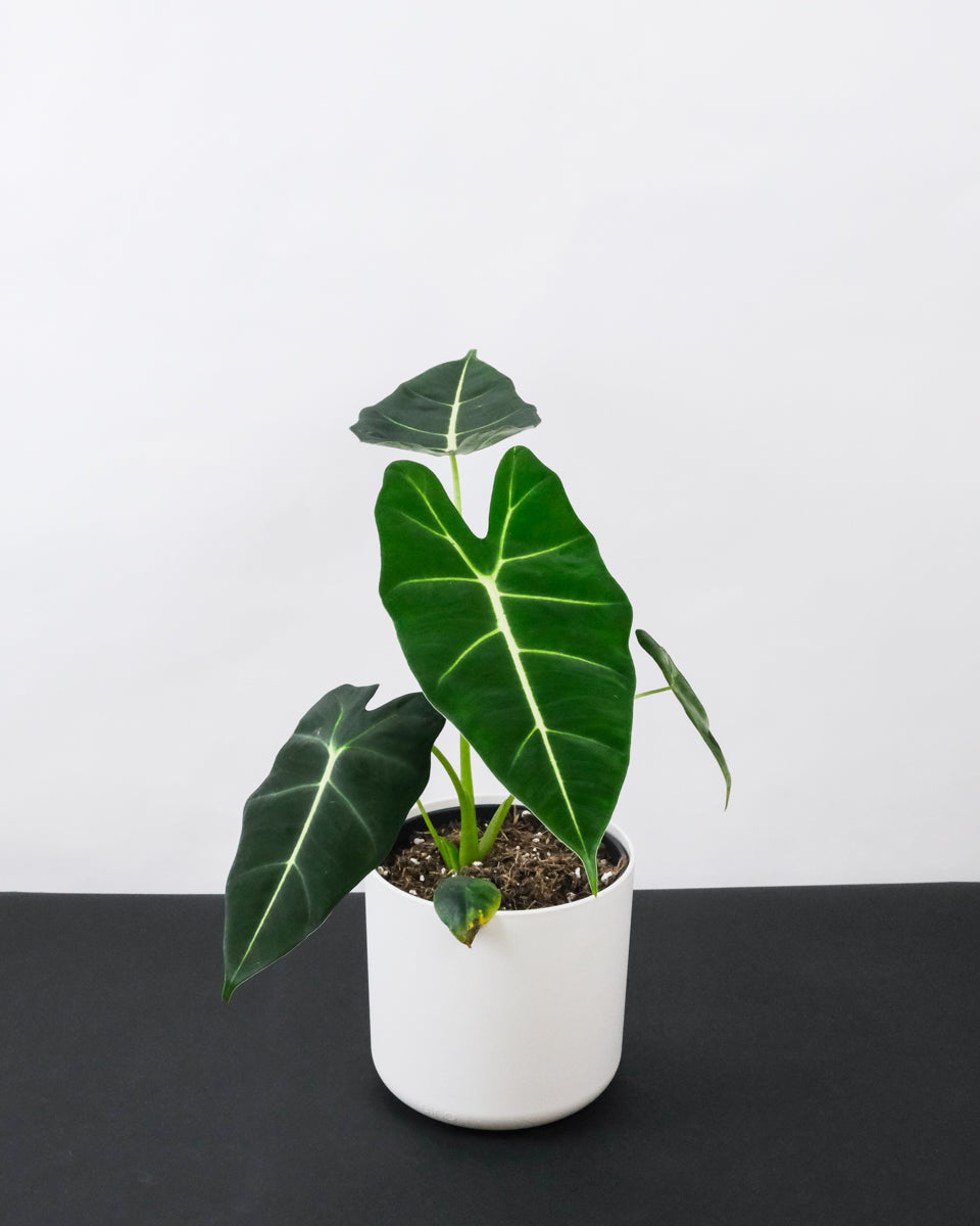 Alocasia Frydek im Weissen Übertopf 