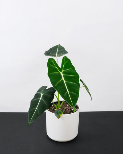 Alocasia Frydek im Weissen Übertopf 