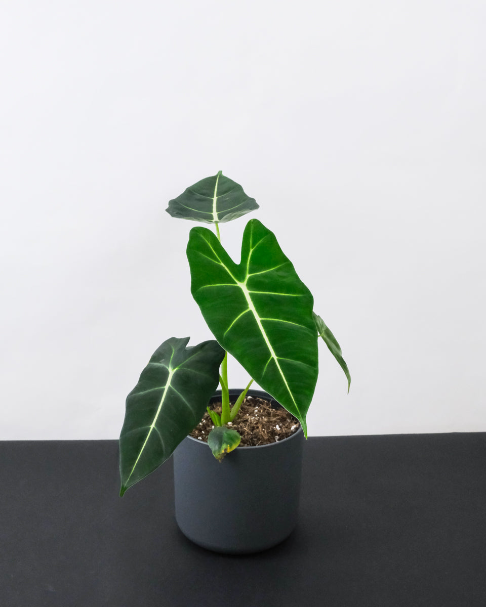 Alocasia Frydek im Weissen Übertopf 