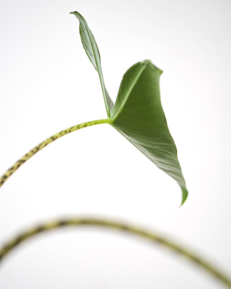 Nahaufnahme eines herzförmigen Blattes der Alocasia Zebrina. Am Stiel hat es schwarze, zebraartige Flecken.