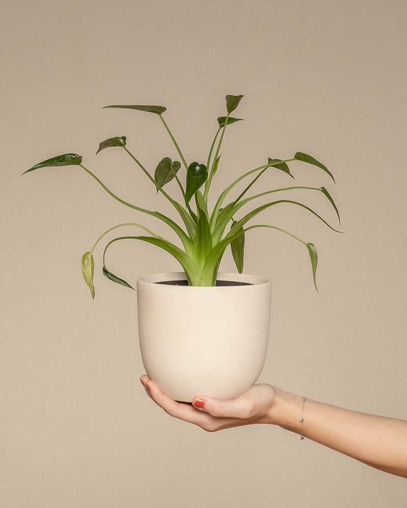 Alocasia 'Tiny Dancer' in beigem feey Keramik-topf wird auf einer Hand von rechts ins Bild gehalten.