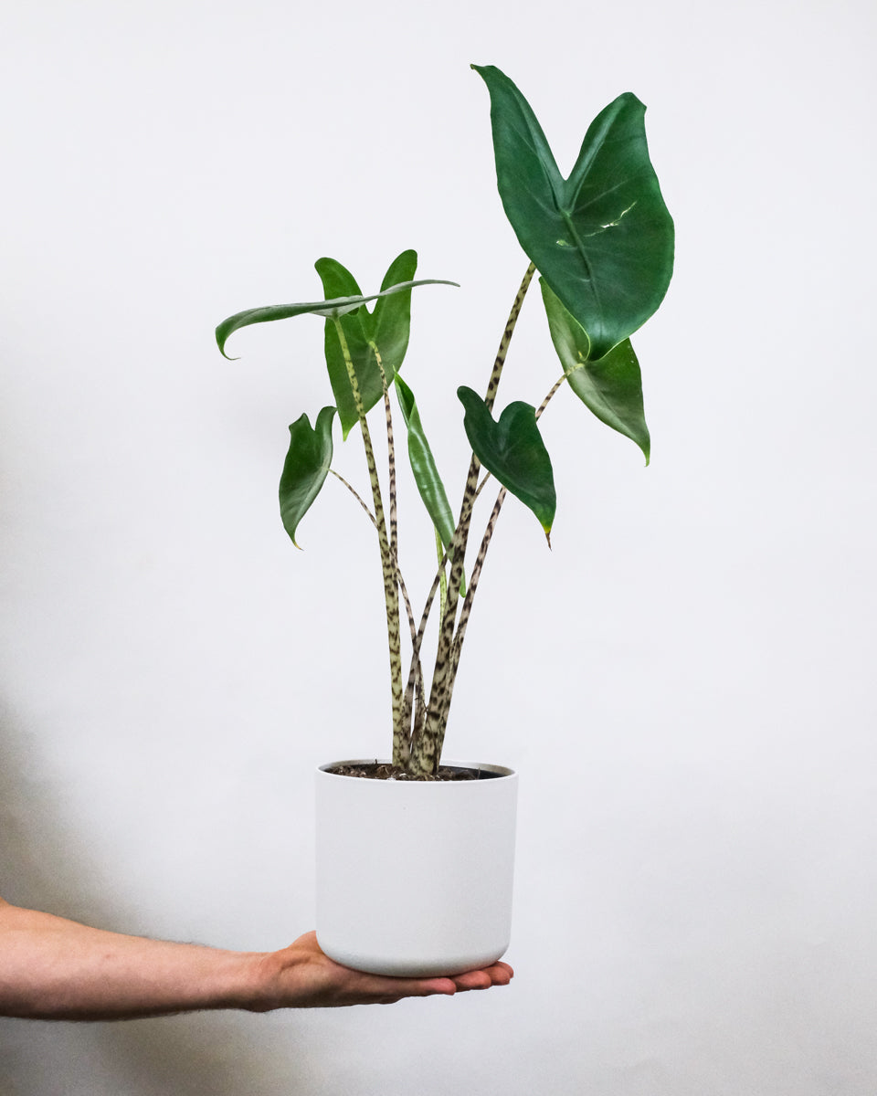 Alocasia zebrina im Weisen Übertopf auf einer Männerhand getragen