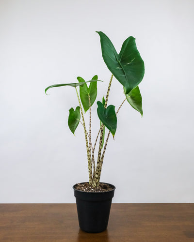 Alocasia zebrina ohne Übertopf