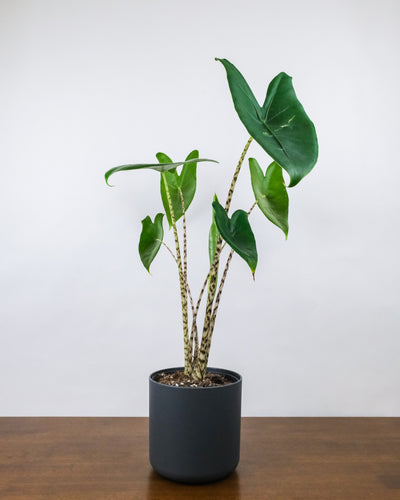Alocasia zebrina im Anthrazit Übertopf