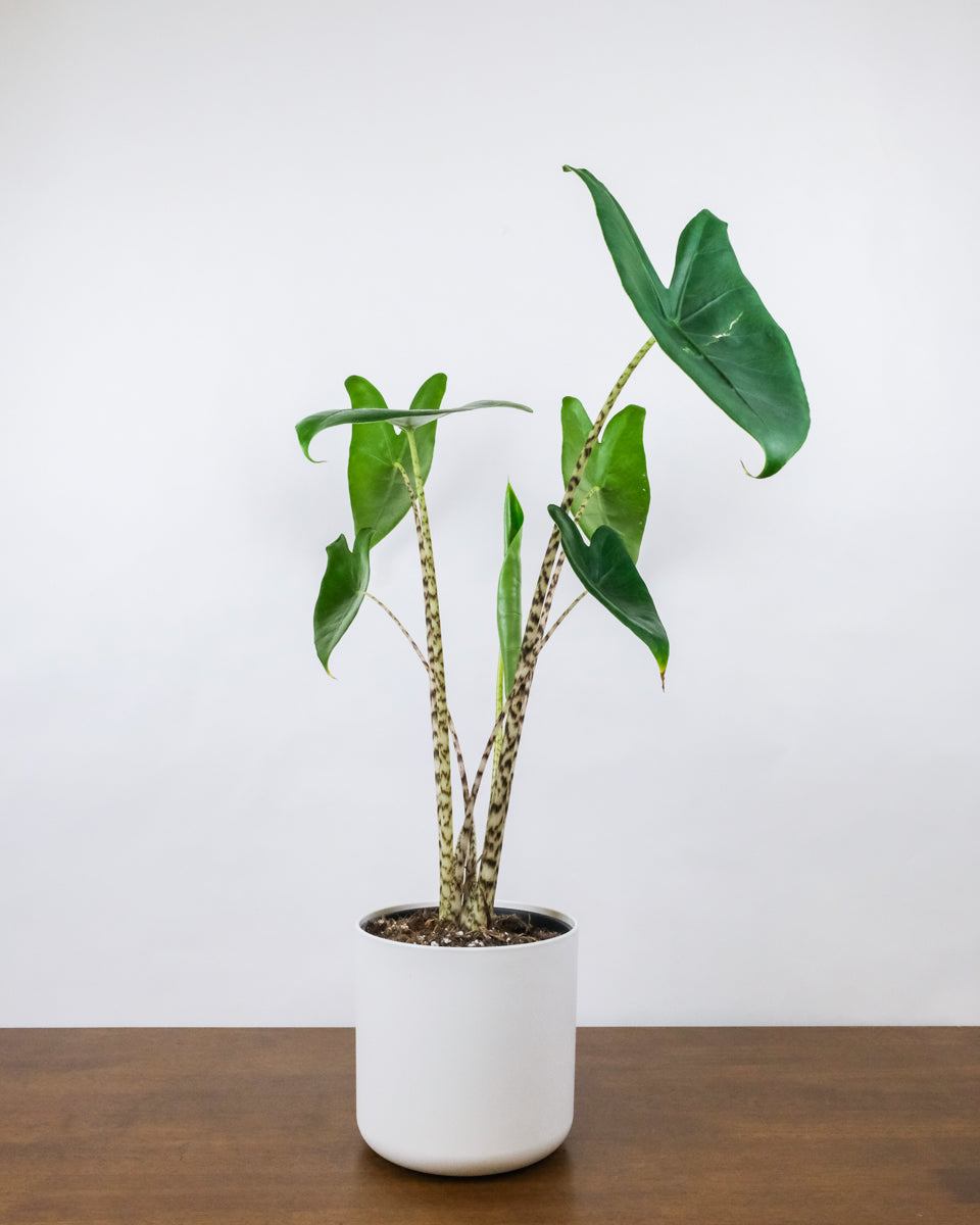 Alocasia zebrina im Weisen Übertopf