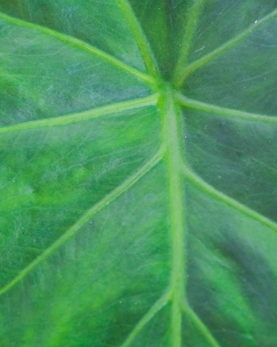 Detail eines Blattes einer Alocasia zebrina.