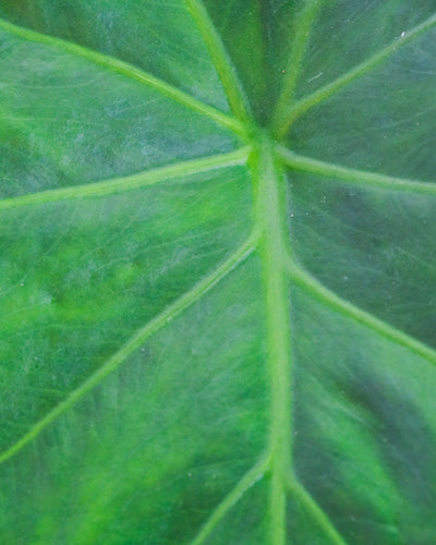 Detail eines Blattes einer Alocasia zebrina.