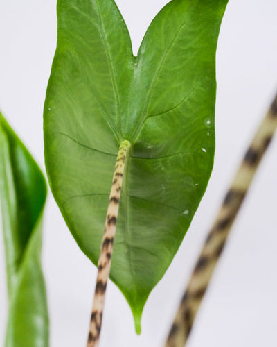Unterseite eines Blattes einer Alocasia zebrina.