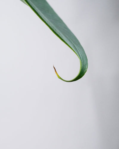 Blattspitze einer Alocasia zebrina.